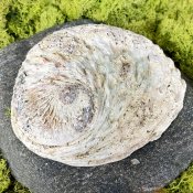 Abalone paua snäcka 16-18 cm Kani NaturApotek