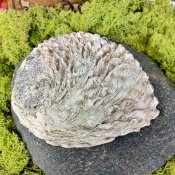 Abalonesnäcka stor 16-18 cm  Kani NaturApotek